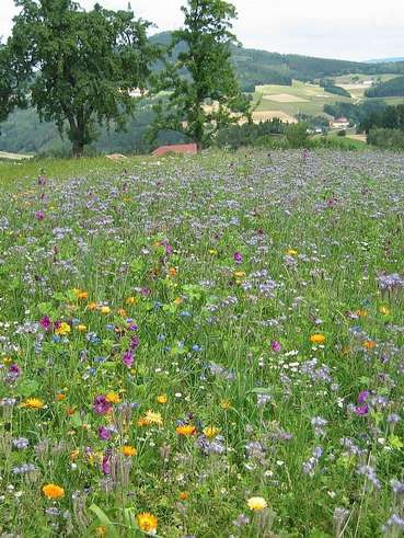 Stilllegung Phacelia.jpg © Landwirtschaftskammer Oberösterreich/Thumfart