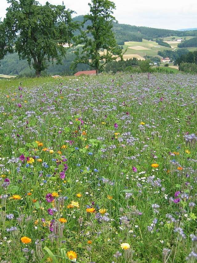 Stilllegung Phacelia.jpg © Landwirtschaftskammer Oberösterreich/Thumfart Stilllegung Phacelia.jpg © Landwirtschaftskammer Oberösterreich/Thumfart