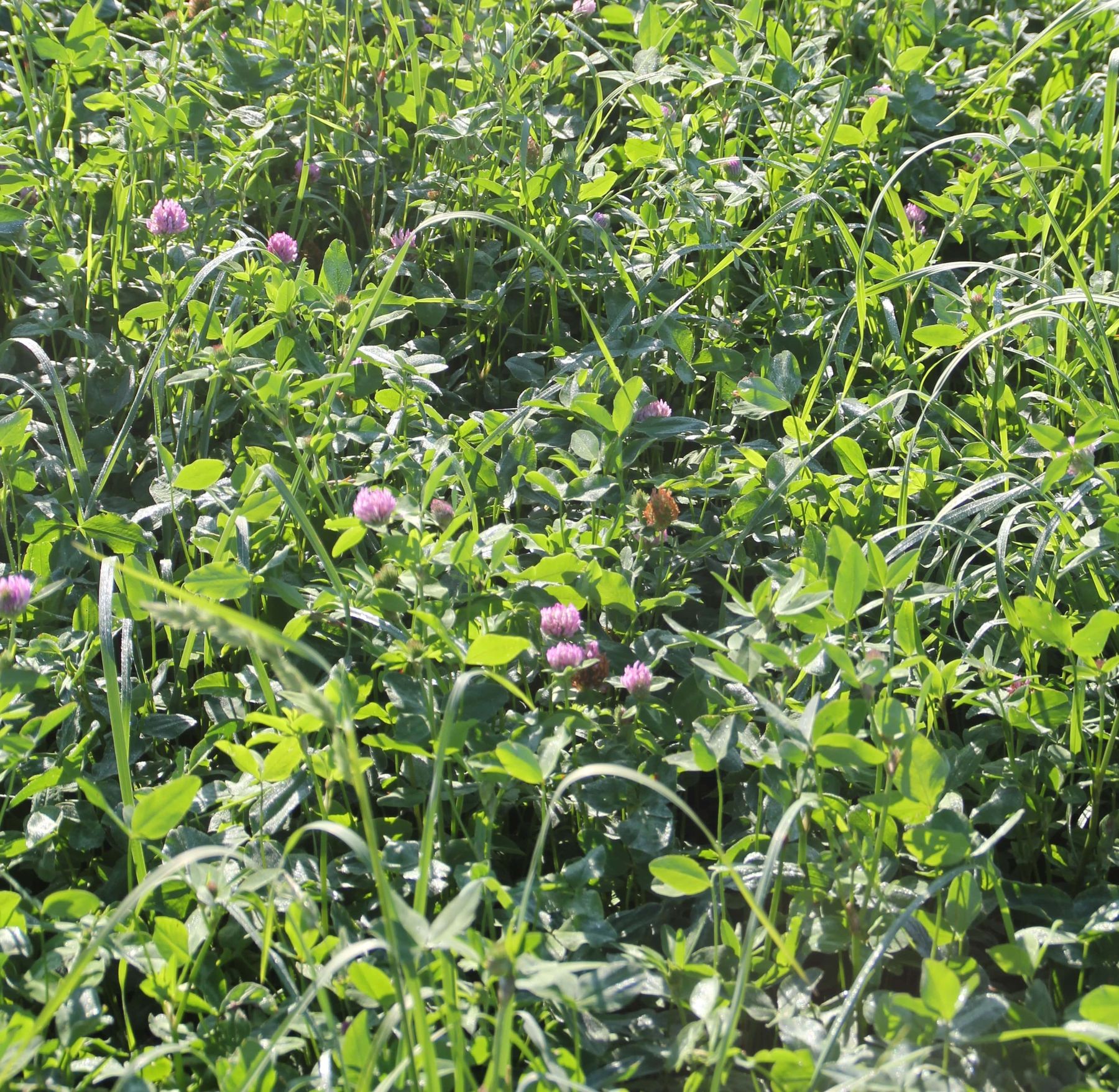 Kleegrasmischung.jpg © LK Kärnten/Hans Egger Kleegrasmischung.jpg © LK Kärnten/Hans Egger