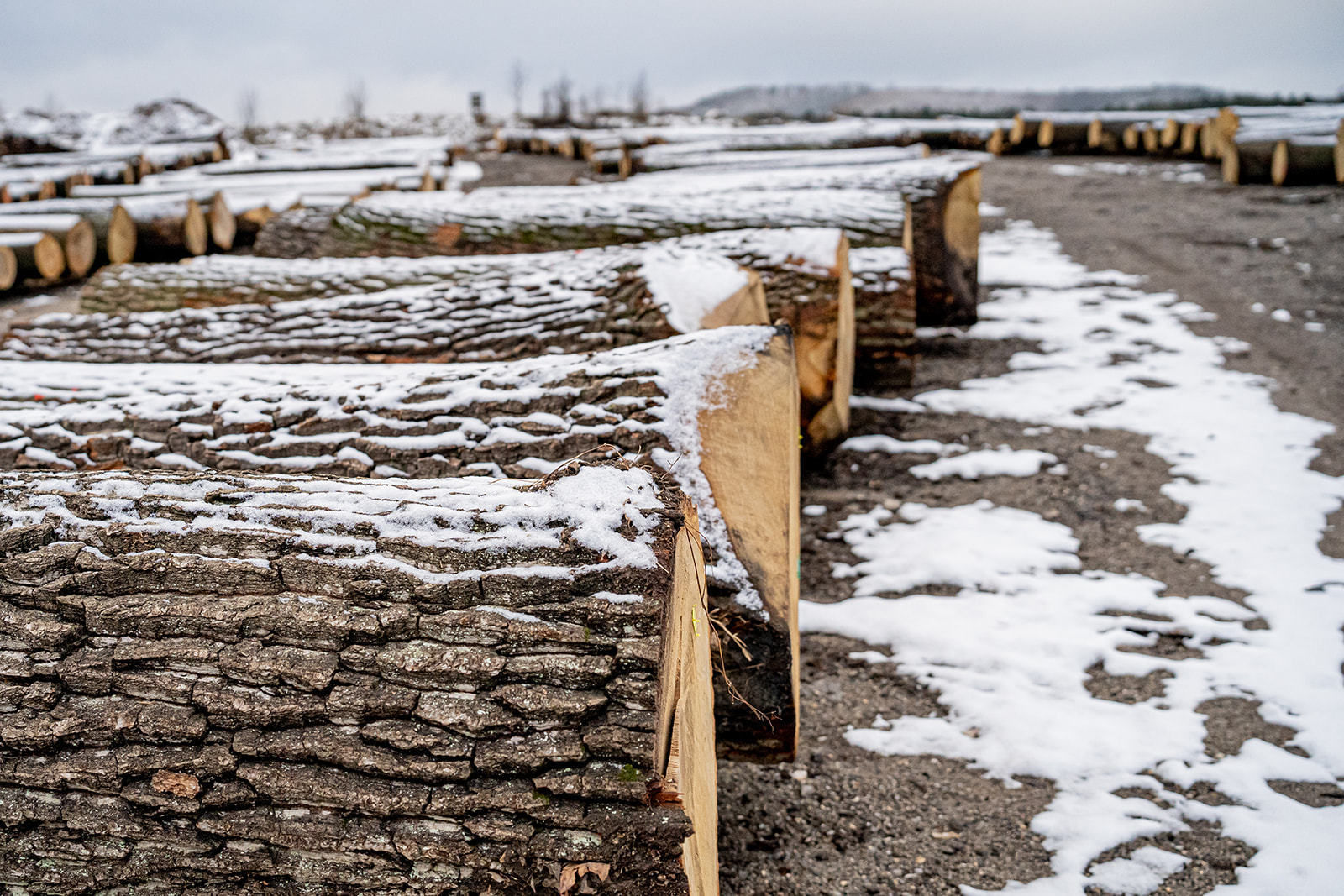 20. Wertholzversteigerung in Heiligenkreuz war ein voller Erfolg © Georg Pomassl 20. Wertholzversteigerung in Heiligenkreuz war ein voller Erfolg © Georg Pomassl