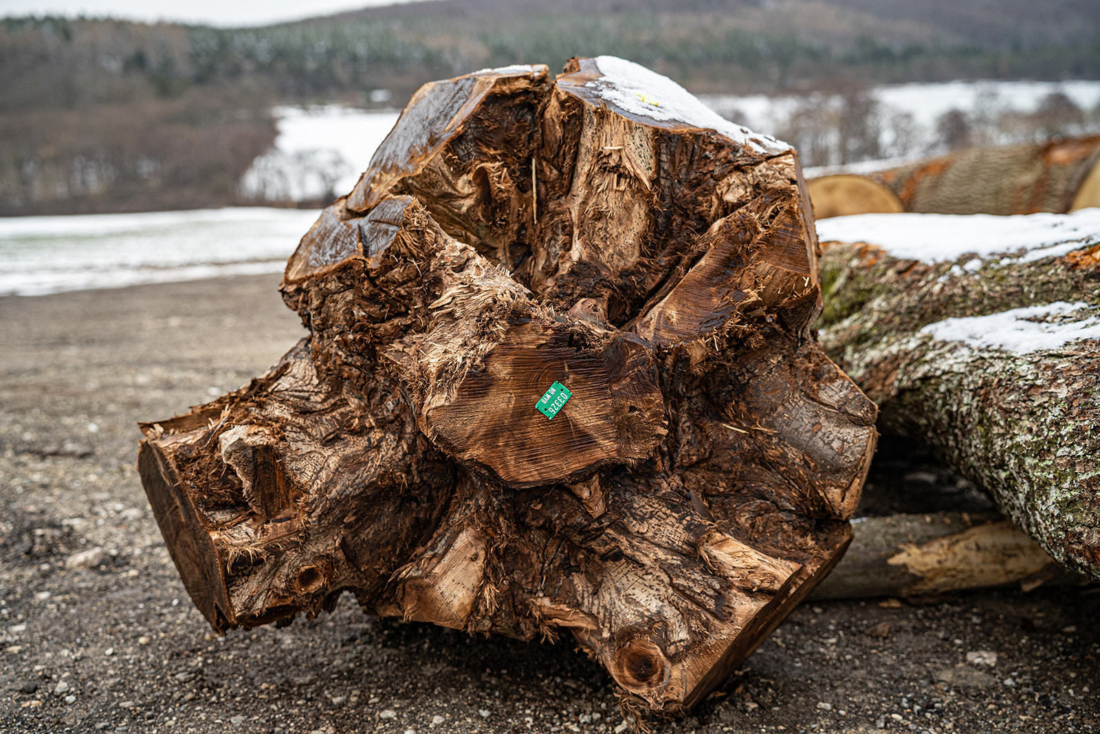 20. Wertholzversteigerung in Heiligenkreuz war ein voller Erfolg © Georg Pomassl 20. Wertholzversteigerung in Heiligenkreuz war ein voller Erfolg © Georg Pomassl