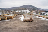 20. Wertholzversteigerung in Heiligenkreuz war ein voller Erfolg © Georg Pomassl