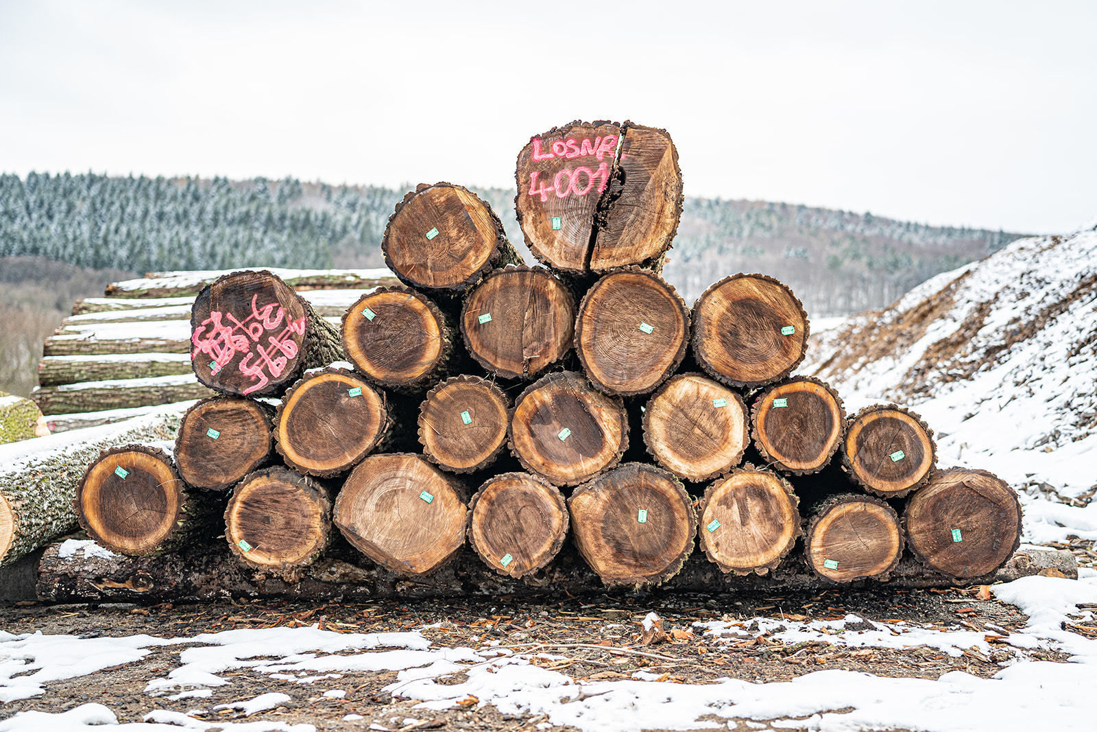20. Wertholzversteigerung in Heiligenkreuz war ein voller Erfolg © Georg Pomassl 20. Wertholzversteigerung in Heiligenkreuz war ein voller Erfolg © Georg Pomassl