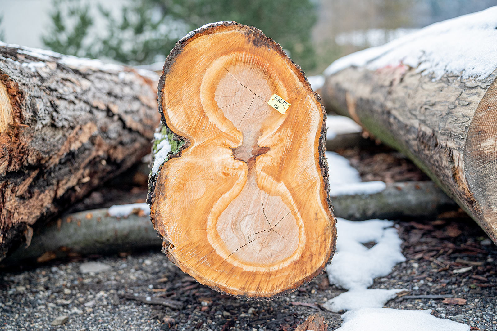 20. Wertholzversteigerung in Heiligenkreuz war ein voller Erfolg © Georg Pomassl 20. Wertholzversteigerung in Heiligenkreuz war ein voller Erfolg © Georg Pomassl