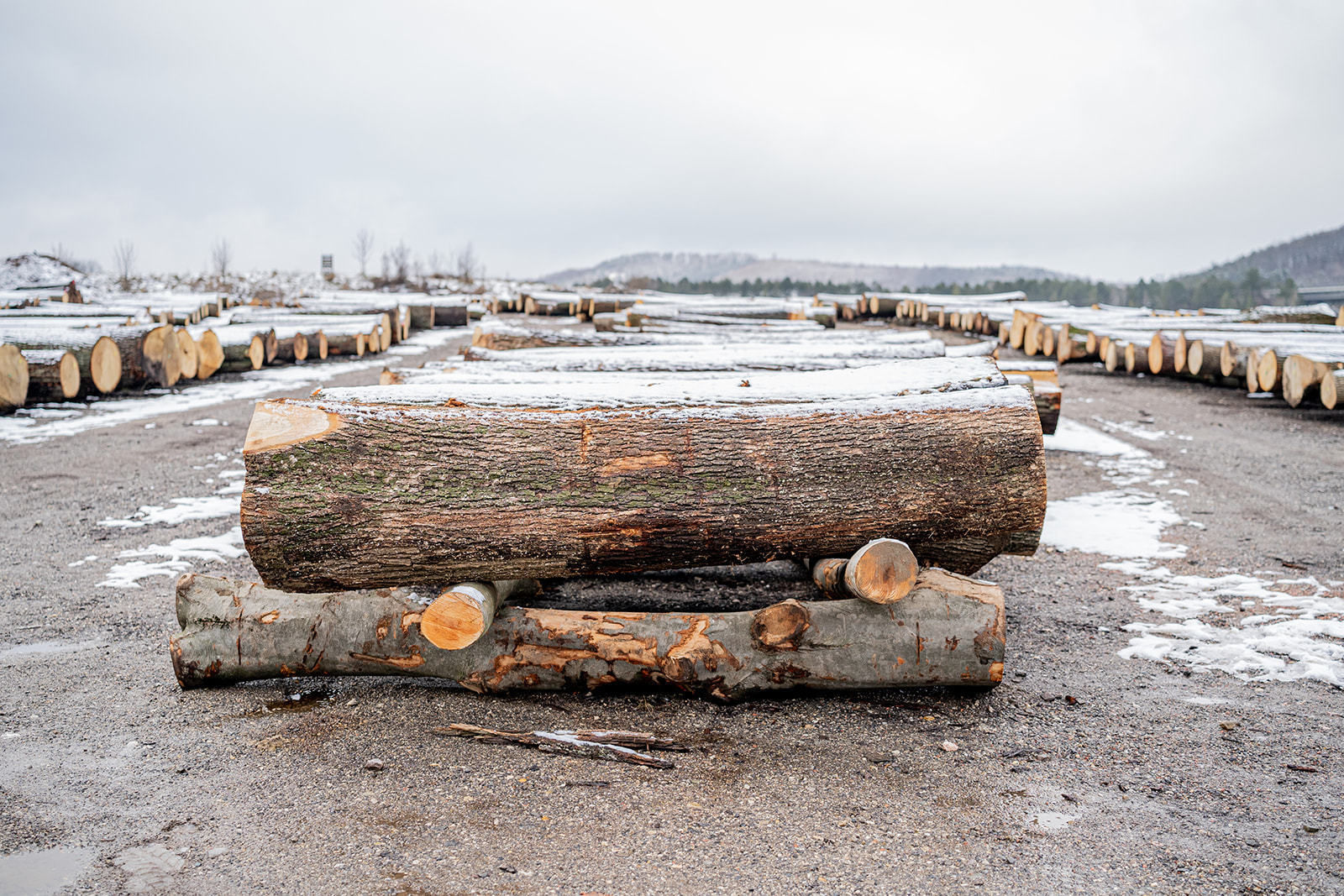 20. Wertholzversteigerung in Heiligenkreuz war ein voller Erfolg © Georg Pomassl 20. Wertholzversteigerung in Heiligenkreuz war ein voller Erfolg © Georg Pomassl
