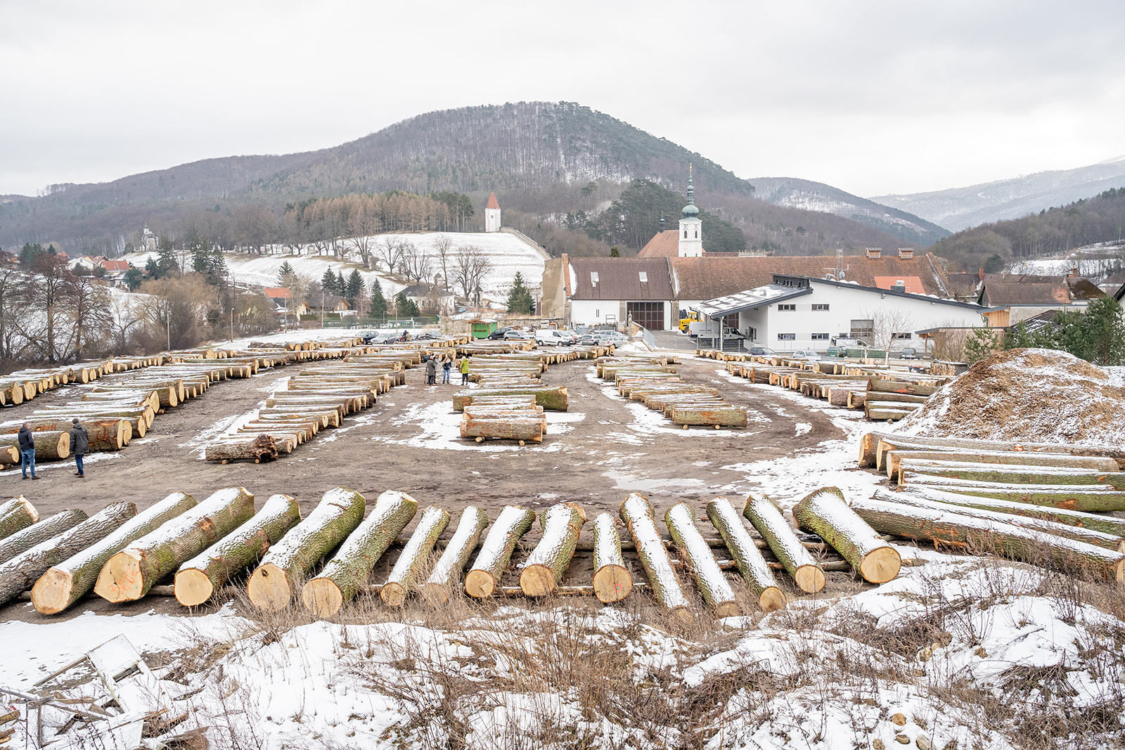 20. Wertholzversteigerung in Heiligenkreuz war ein voller Erfolg © Georg Pomassl 20. Wertholzversteigerung in Heiligenkreuz war ein voller Erfolg © Georg Pomassl