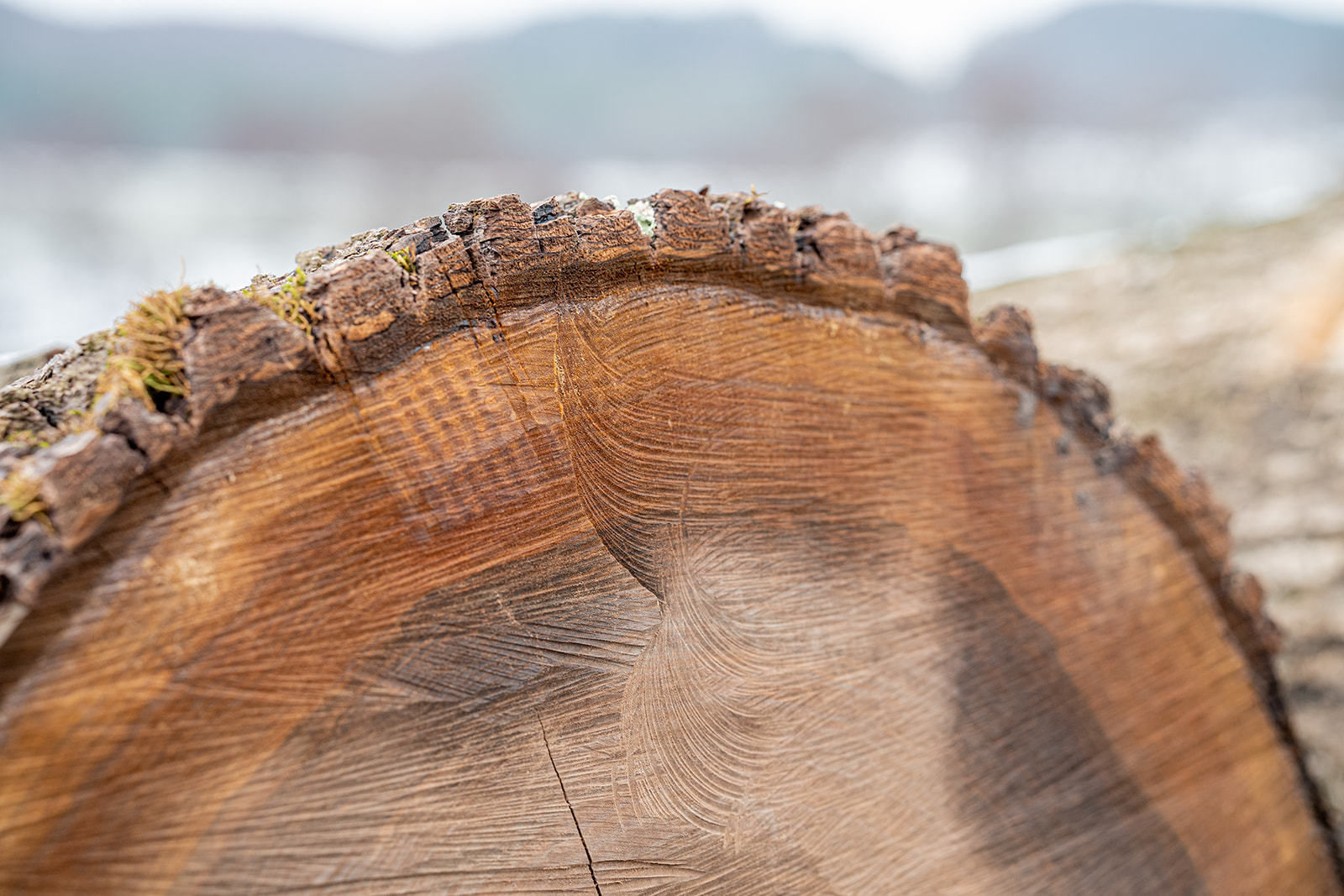 20. Wertholzversteigerung in Heiligenkreuz war ein voller Erfolg © Georg Pomassl 20. Wertholzversteigerung in Heiligenkreuz war ein voller Erfolg © Georg Pomassl