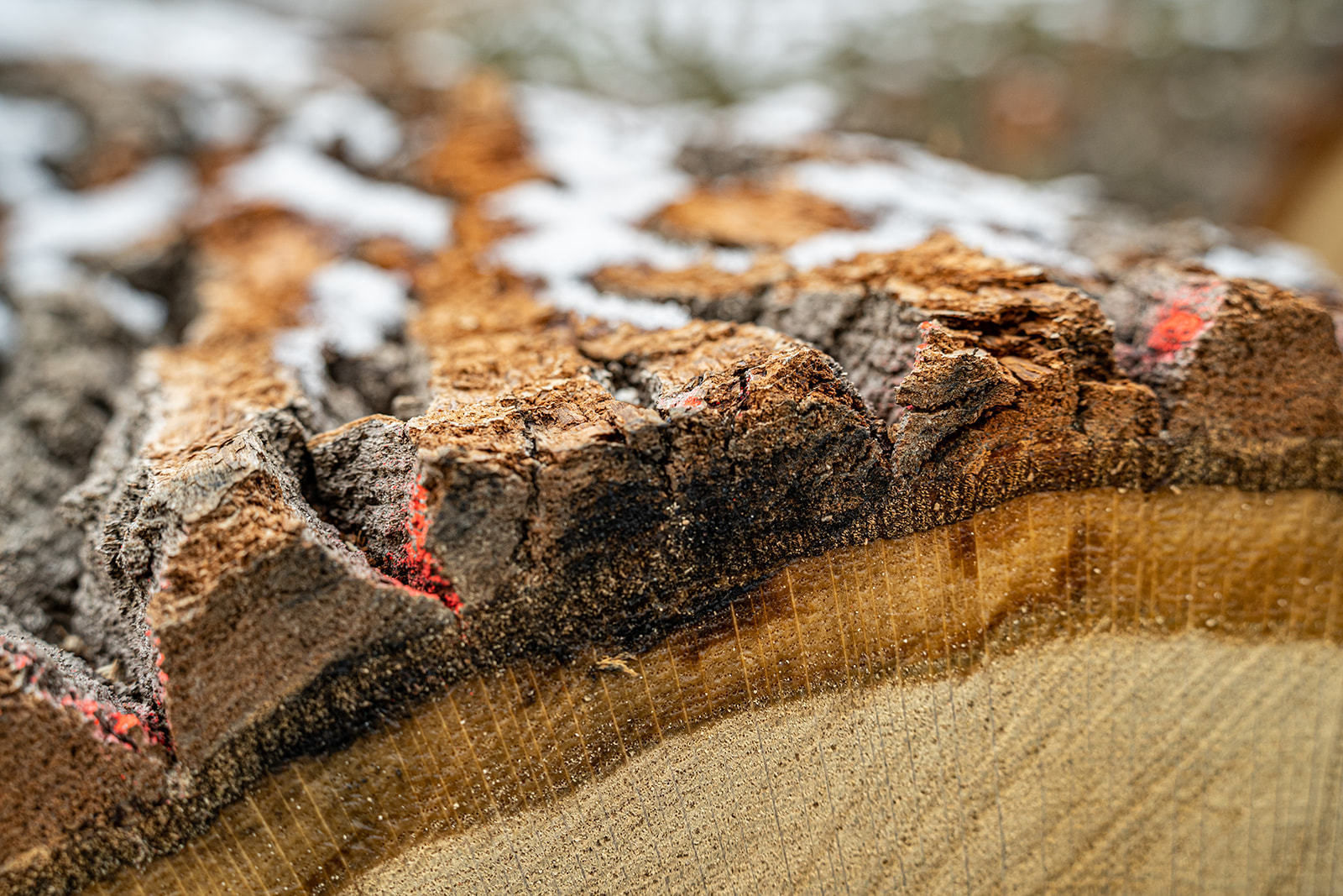 20. Wertholzversteigerung in Heiligenkreuz war ein voller Erfolg © Georg Pomassl 20. Wertholzversteigerung in Heiligenkreuz war ein voller Erfolg © Georg Pomassl