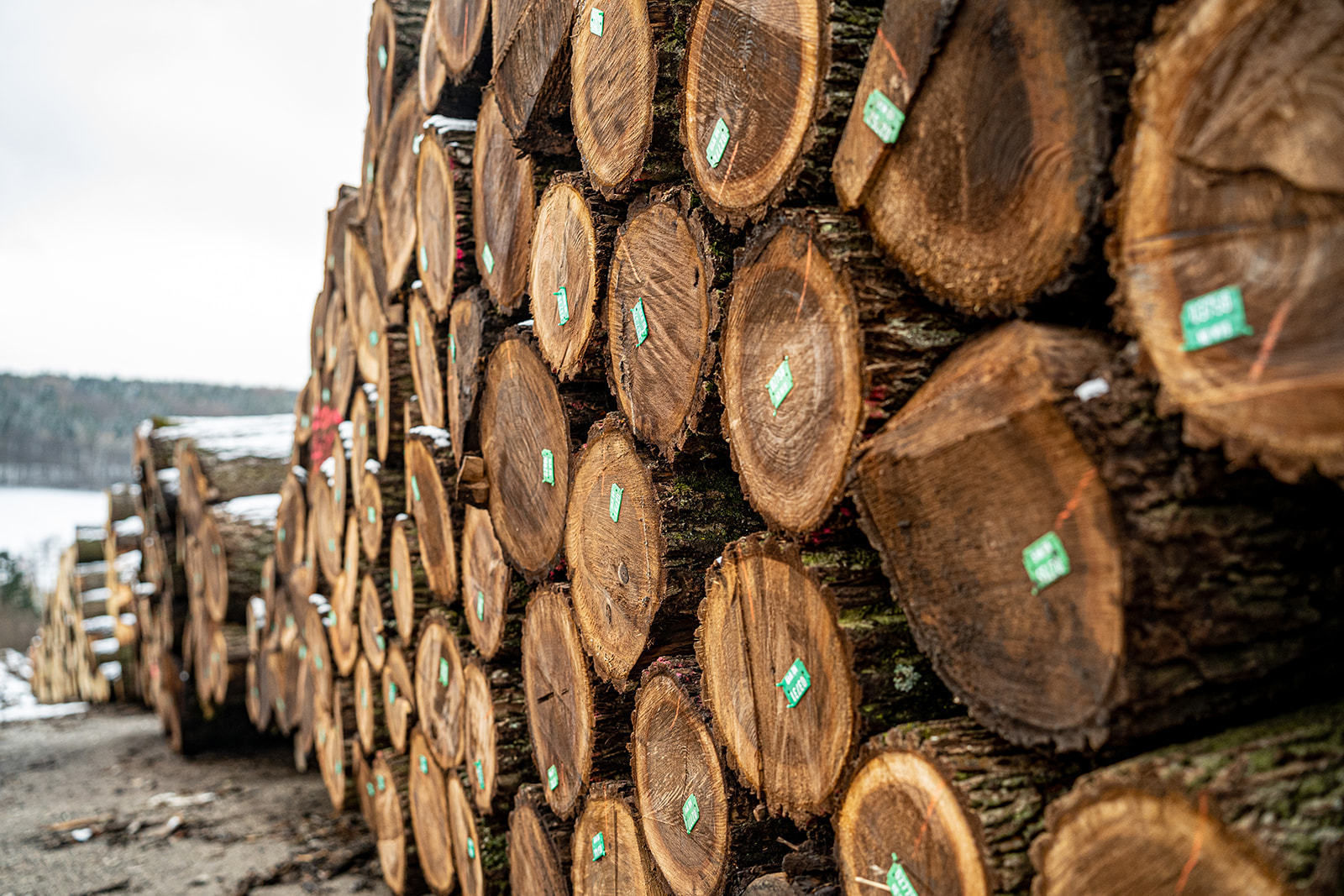 20. Wertholzversteigerung in Heiligenkreuz war ein voller Erfolg © Georg Pomassl 20. Wertholzversteigerung in Heiligenkreuz war ein voller Erfolg © Georg Pomassl