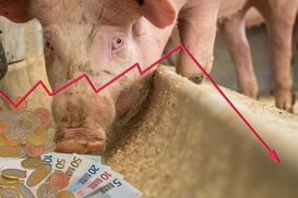 1 Mastschwein-min.jpg 1 Mastschwein-min.jpg