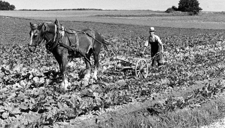 Pflügen.jpg © Archiv/Standl Pflügen.jpg © Archiv/Standl