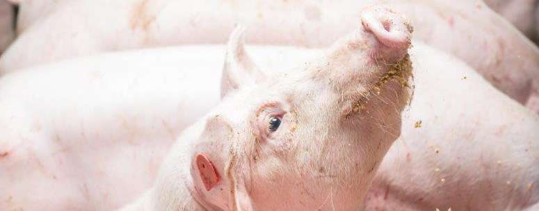 schweinehaltung fraukoeppl print-160922122029.jpg