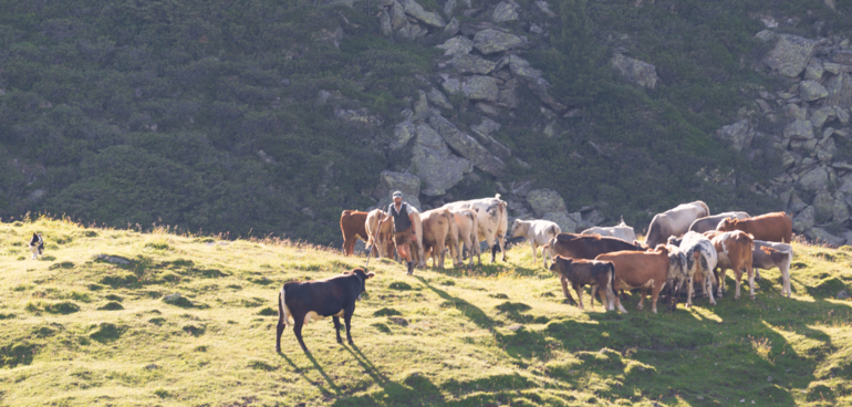 Kühe Hirte Alm © Archiv