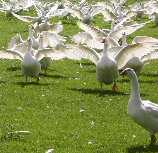 Weide Gans © Eberharter