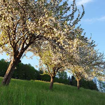 Apfelbäume in Blüte