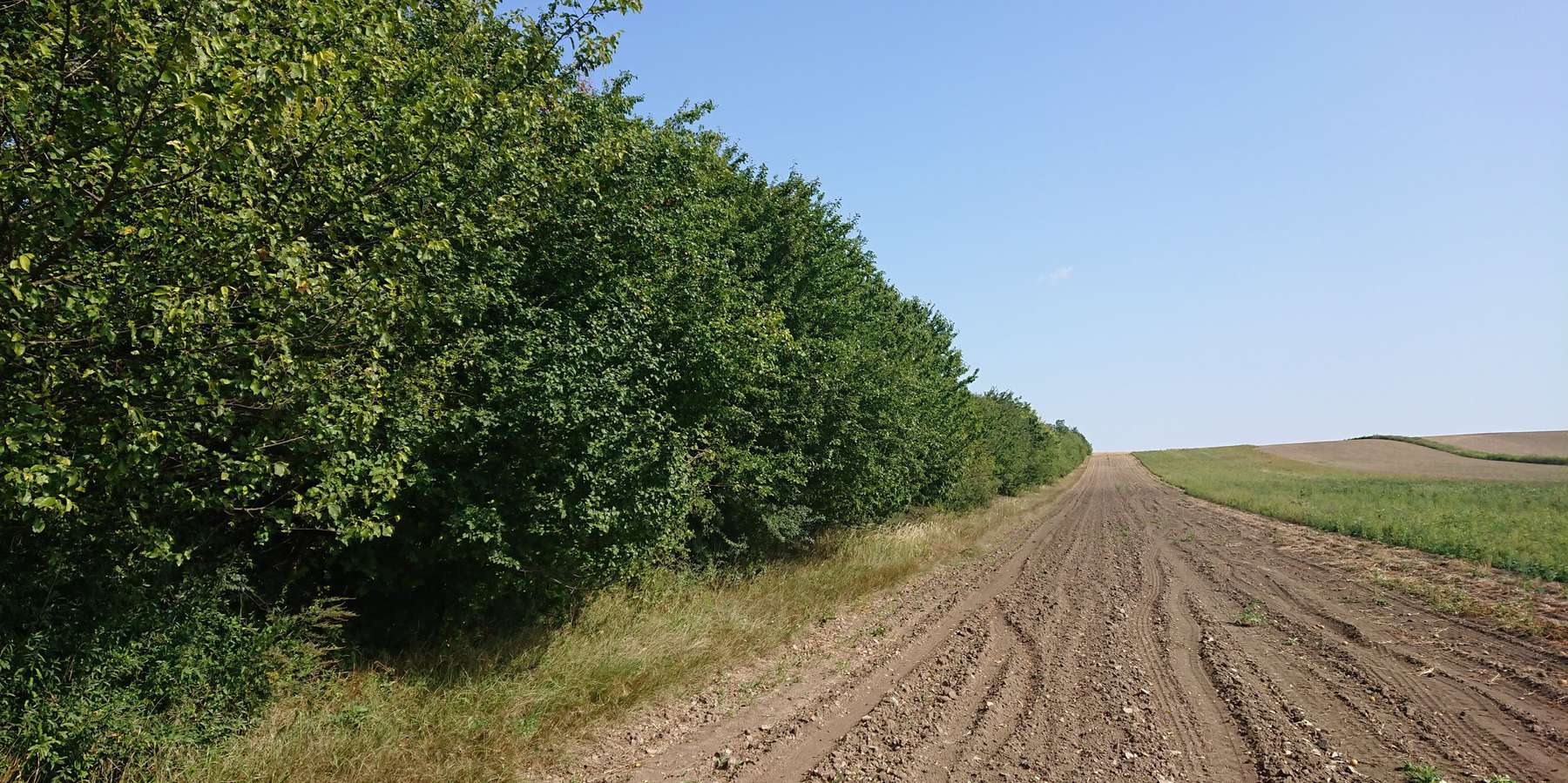 Hecke am Wegesrand