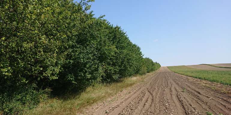 Hecke am Wegesrand © Roman Portisch Hecke am Wegesrand © Roman Portisch