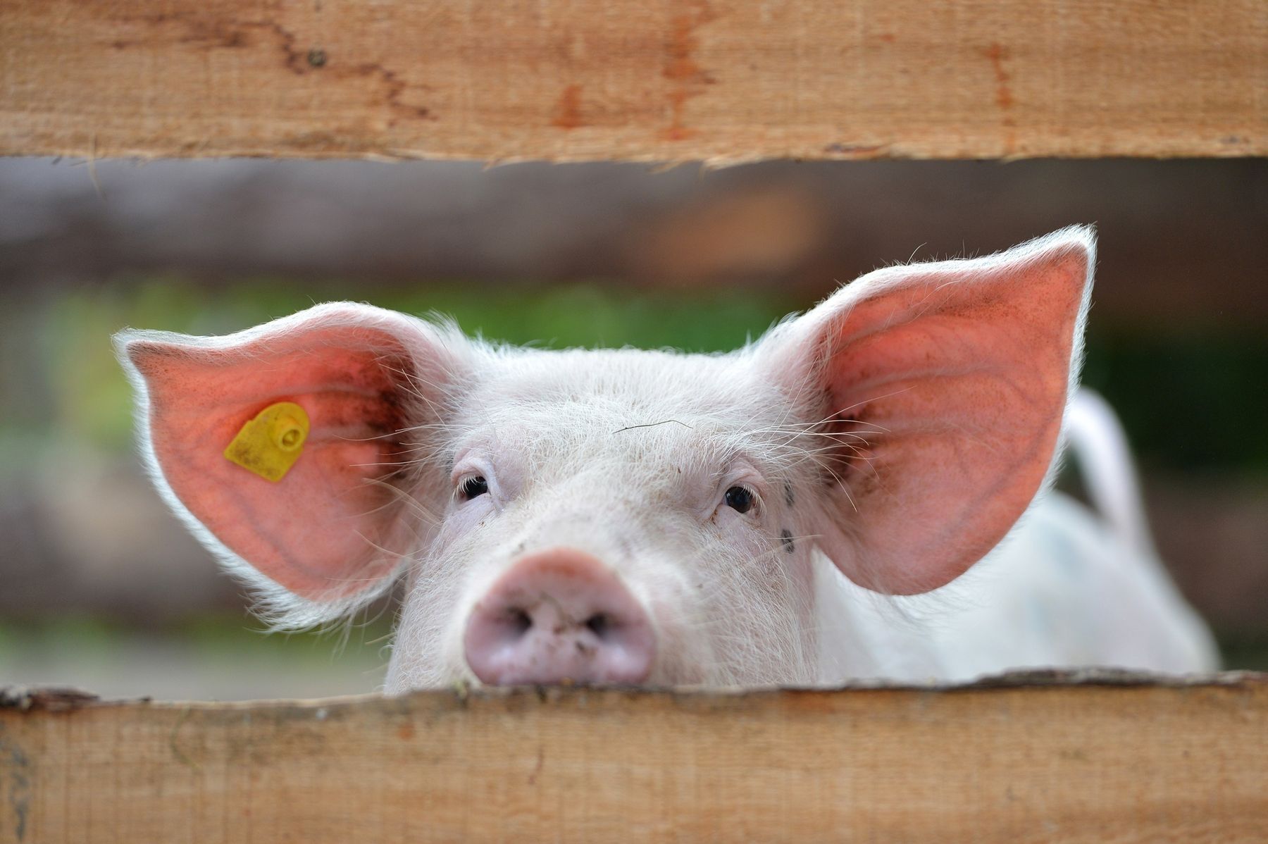 Schwein.jpg © Stock.adobe.com/Lilifox Schwein.jpg © Stock.adobe.com/Lilifox
