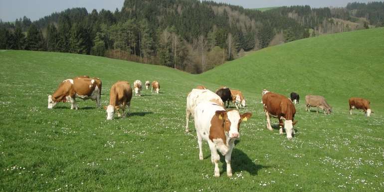 Bild 1 frühzeitiger Weideaustrieb.jpg Bild 1 frühzeitiger Weideaustrieb.jpg