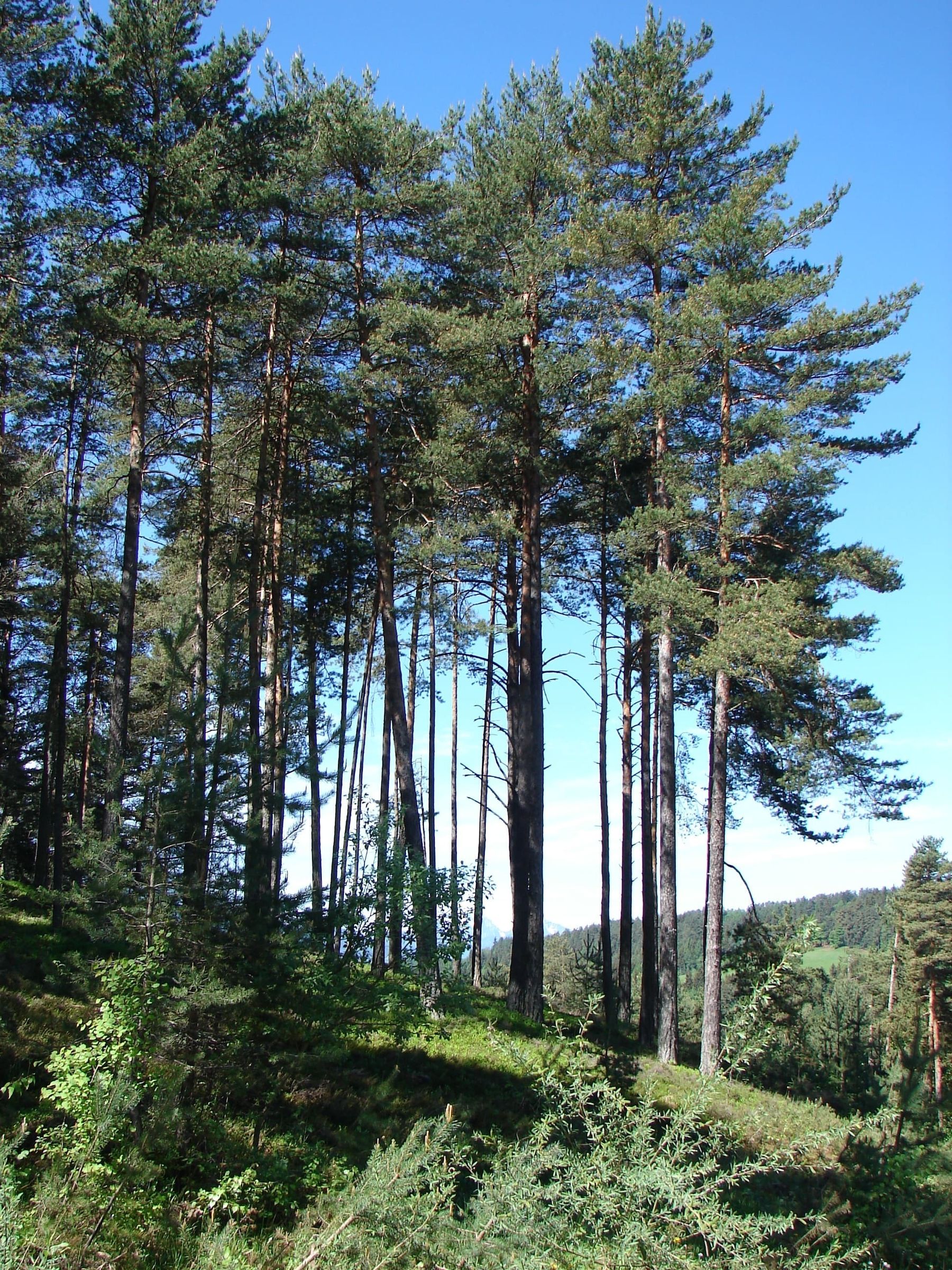 Kiefernbestand Schaschl-min.jpg © LK Kärnten/Elisabeth Schaschl Kiefernbestand Schaschl-min.jpg © LK Kärnten/Elisabeth Schaschl