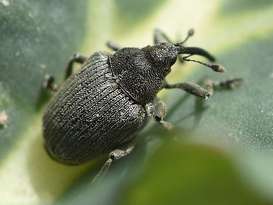 Bild 3 grosser rapsstaengelruessler.jpg Bild 3 grosser rapsstaengelruessler.jpg