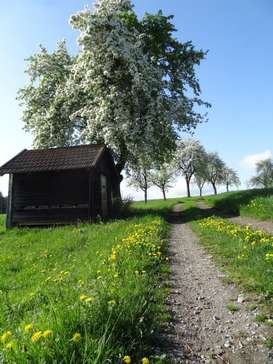 Störend sind für Imkerinnen und Imker auch die Wiesenameisen, insbesondere, wenn sie in der Nähe des Bienenstandes bzw. –hauses ihre Erdnester haben. Copyright- Frühwirth.jpg