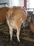 Stehende und wartende Kühe sind ein Alarmsignal für Bäuerinnen und Bauern.
