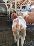 Stehende und wartende Kühe sind ein Alarmsignal für Bäuerinnen und Bauern.