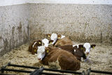 Hier kann man 24/7 Milch zapfen.jpg © Kronreif