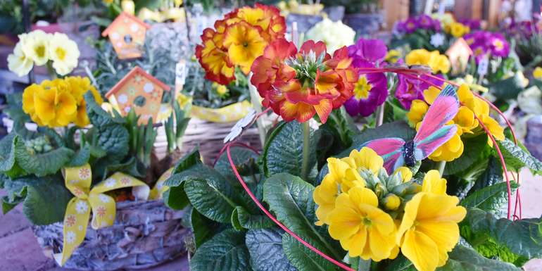 (c)kaiserlkburgenland Neben Blumen in den klassischen Farben Rot und Rosa, liegen dieses Jahr bunte Blumen voll im Trend..jpg (c)kaiserlkburgenland Neben Blumen in den klassischen Farben Rot und Rosa, liegen dieses Jahr bunte Blumen voll im Trend..jpg