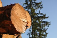 Holz Mooslechner.jpg