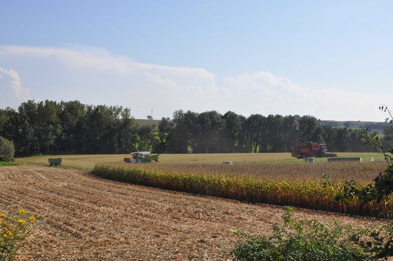 Ernte_Ackerbau_001.jpg © Landwirtschaftskammer Oberösterreich, DI Franz Hunger