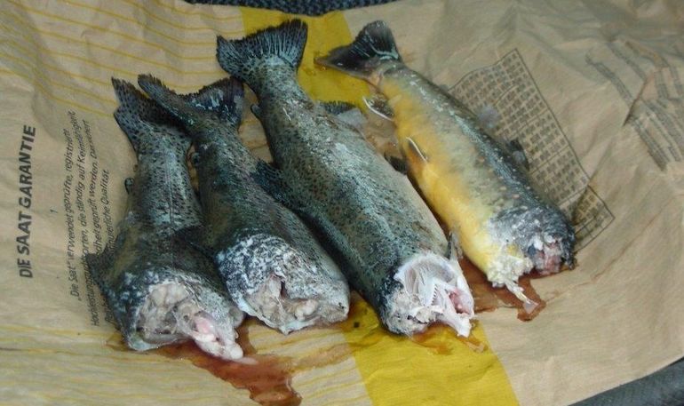 Schadensbild Fischotter.jpg © Heinz Wieland Schadensbild Fischotter.jpg © Heinz Wieland