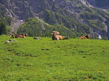Wieder (c) LK Vbg 4c (Mittel).jpg © LK Vbg. Wieder (c) LK Vbg 4c (Mittel).jpg © LK Vbg.