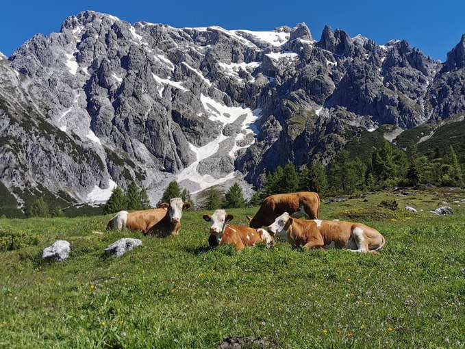 www.almplatz.at bringt Alm- und Tierbesitzer zusammen.jpg