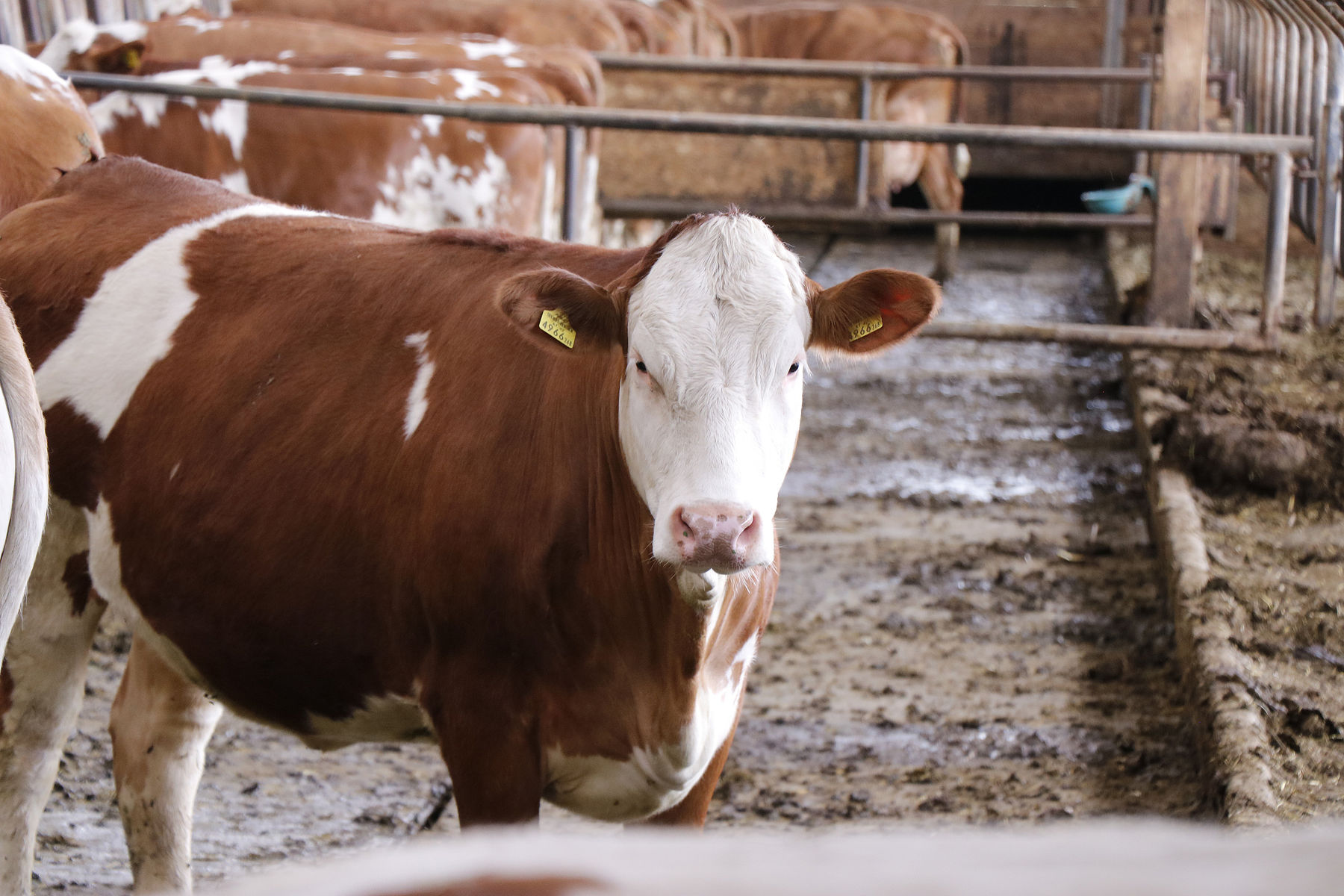 www.almplatz.at bringt Alm- und Tierbesitzer zusammen.jpg © Kronreif www.almplatz.at bringt Alm- und Tierbesitzer zusammen.jpg © Kronreif