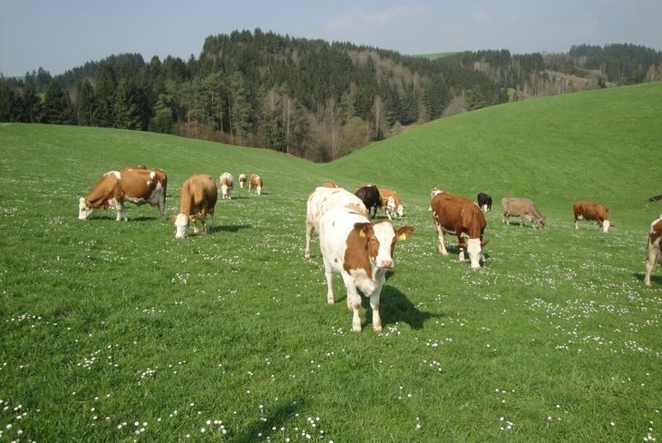 Bild 1 frühzeitiger Weideaustrieb.jpg Bild 1 frühzeitiger Weideaustrieb.jpg