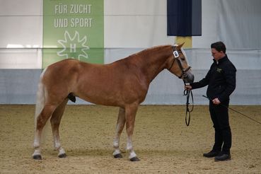 Maximus-min.jpg © Stefanie Wuzella/ LPZV Kärnten