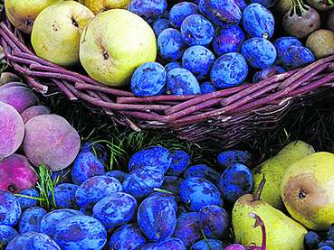 Obst © KK