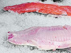 Fisch © LK-Stmk/Musch
