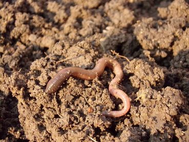 earthworm-g0ec9663c2_1920.jpg © pixabay