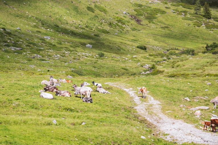 Almwiesen Kühe © Michaela Kölle