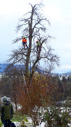 Gartentipp Professionelle Hochstammpflege .jpg Gartentipp Professionelle Hochstammpflege .jpg