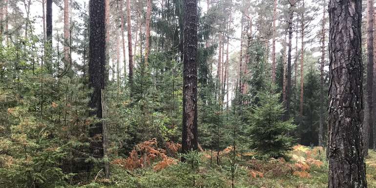 Wald1.jpg