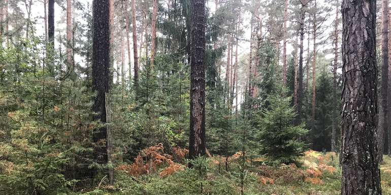 Wald1.jpg © LK Kärnten/Sebastian Paulitsch Wald1.jpg © LK Kärnten/Sebastian Paulitsch