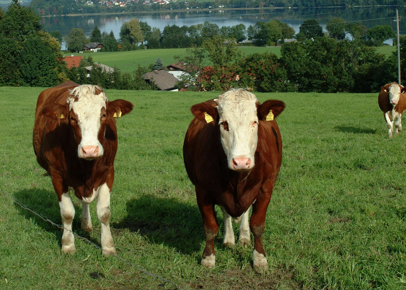 Milchfieber vorbeugen – Richtige Fütterung am Grünlandbetrieb.png