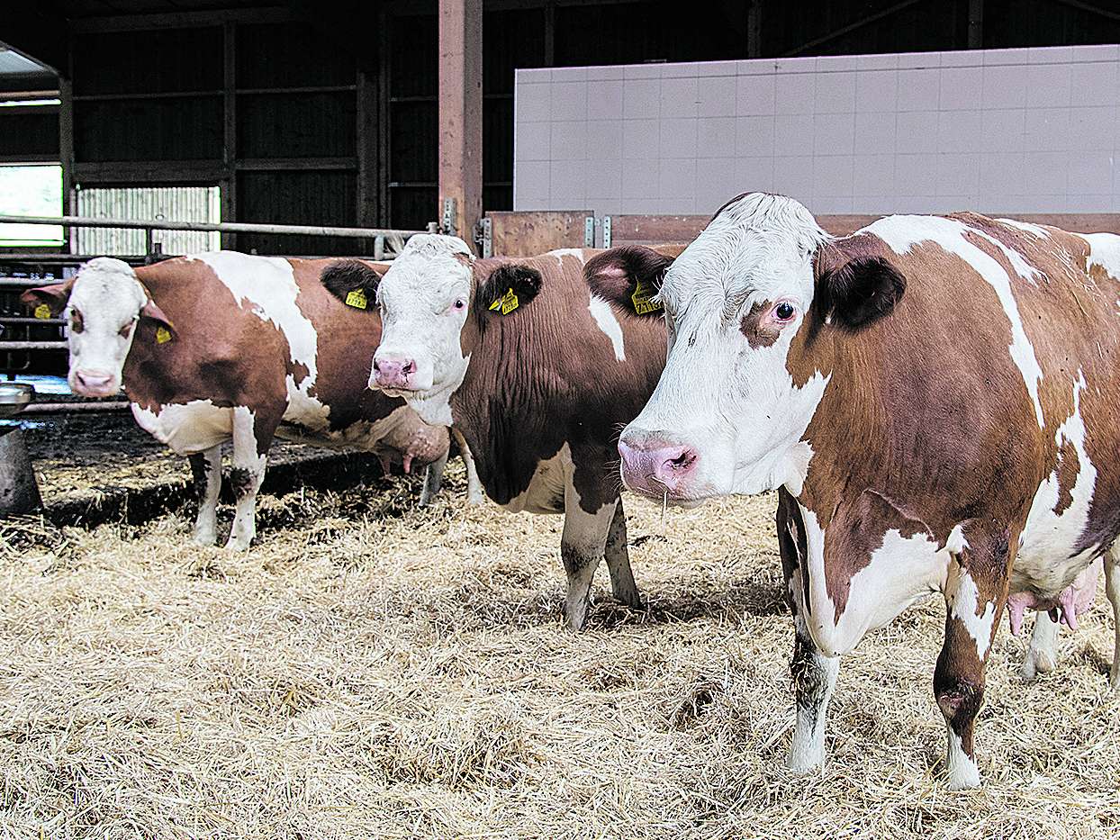 Transitkühe © Arbeitskreis Milch