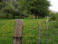 Wiese © Privat_M.Fankhauser