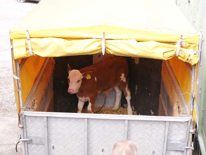 Tiertransport: Alle Genehmigungen noch gültig?.jpg © Kronreif Tiertransport: Alle Genehmigungen noch gültig?.jpg © Kronreif