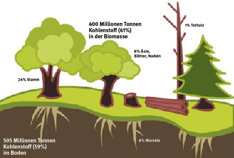 Grafik: Klimaheld Wald